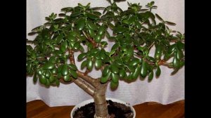 Подкормка для пышного роста денежного дерева