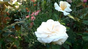 Роза " Принцесса Миюки"