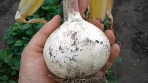 Лук Суворова