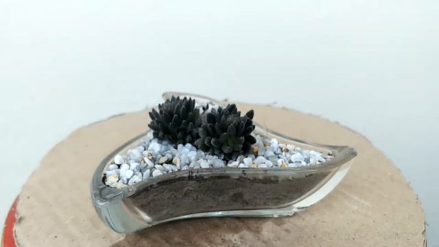 Live Succulent.Chinese Jade Succulent plant. смотреть онлайн