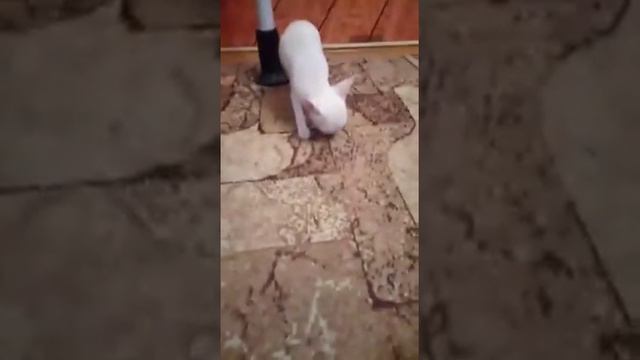 Щенок Чихуахуа у нас в доме. смотреть онлайн