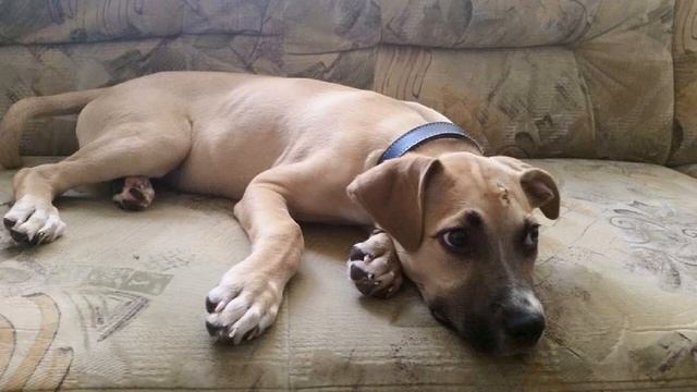 Уроки бизнеса от пса Элвина. Видео №2. А тут, оказывается, пахать надо. смотреть онлайн