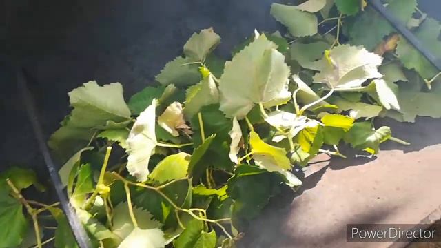 Готовим коктал смотреть онлайн