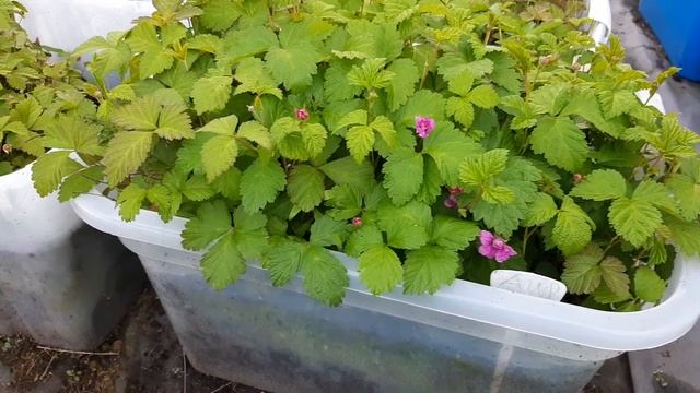 КНЯЖЕНИКА. Ягода описание. Где растет? Как и где купить саженцы  вкусной ягоды чтобы не обманули?