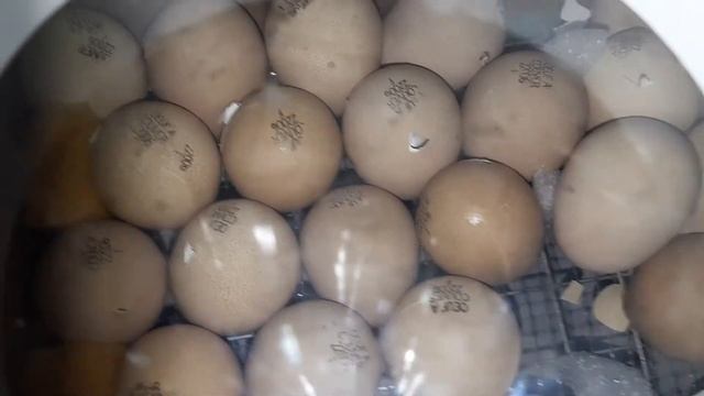 ЦЕСАРКА (БРОЙЛЕРНАЯ) ИНКУБАЦИЯ И СНЕГ В СЕРЕДИНЕ МАЯ Guinea Fowl in winter смотреть онлайн