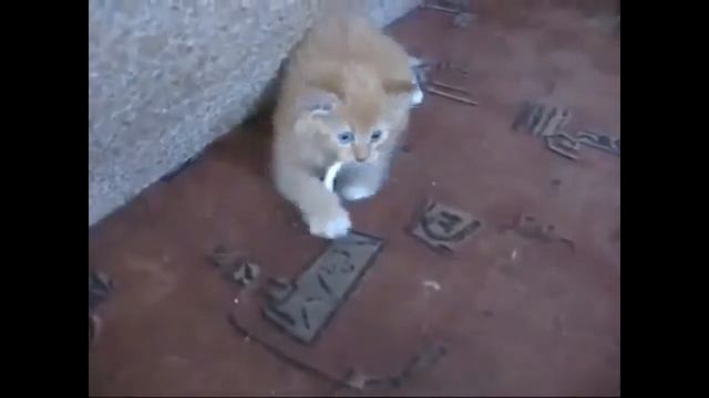 Прикол: как отучить кота курить смотреть онлайн