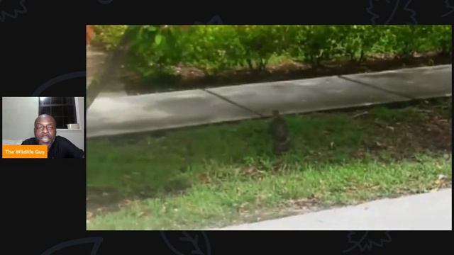 It's Wild Wednesday смотреть онлайн