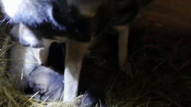 зима#ЗСЛ#щенки гибрид# смотреть онлайн