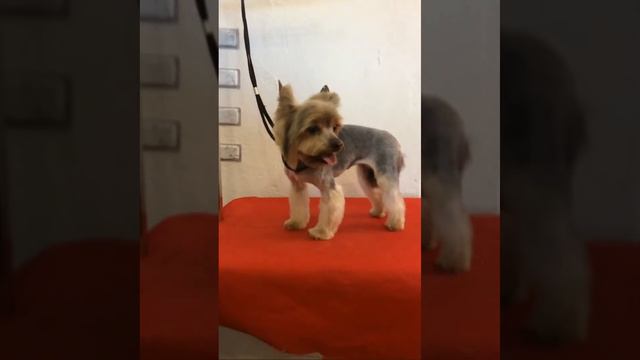 Стрижка йоркширского терьера