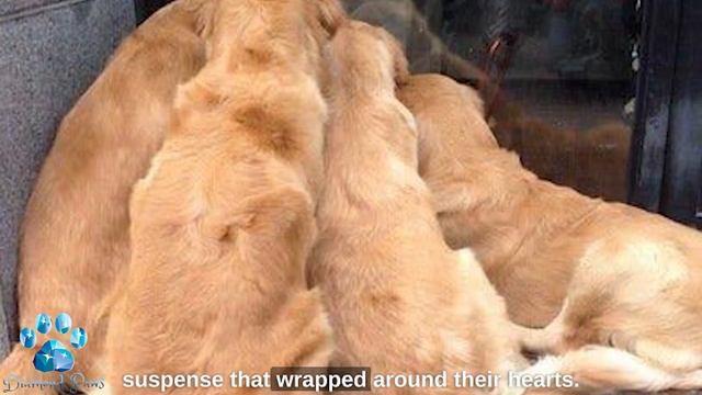 The 4 Retrievers Were Looking Out the Window Huddled Together, They Were Attracted to THIS! смотреть онлайн