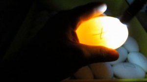 Овоскопирую гусиные яйца//Пятые сутки инкубации//Линдовские гуси