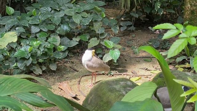 Travel Vlog #11 || At the largest bird park in Asia, Jurong Bird Park. So delighted ?????? смотреть онлайн