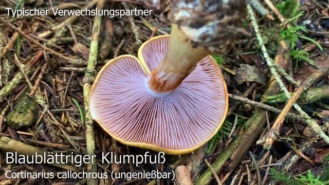 Pilzportrait - Violettblättriger Schleimkopf, Violettblättriger Schleimfuß | Cortinarius delibutus смотреть онлайн