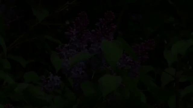 Релакс./ Утро нежное и спокойное. Настрой на лёгкий день. смотреть онлайн