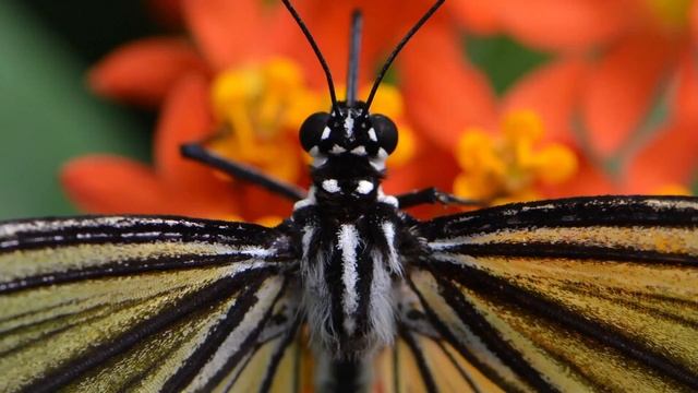 Nikon D800 piedāvā Nikon Interneta veikals смотреть онлайн