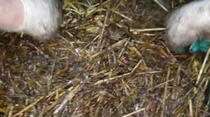 Разведение навозного червя зимой.Кормление.