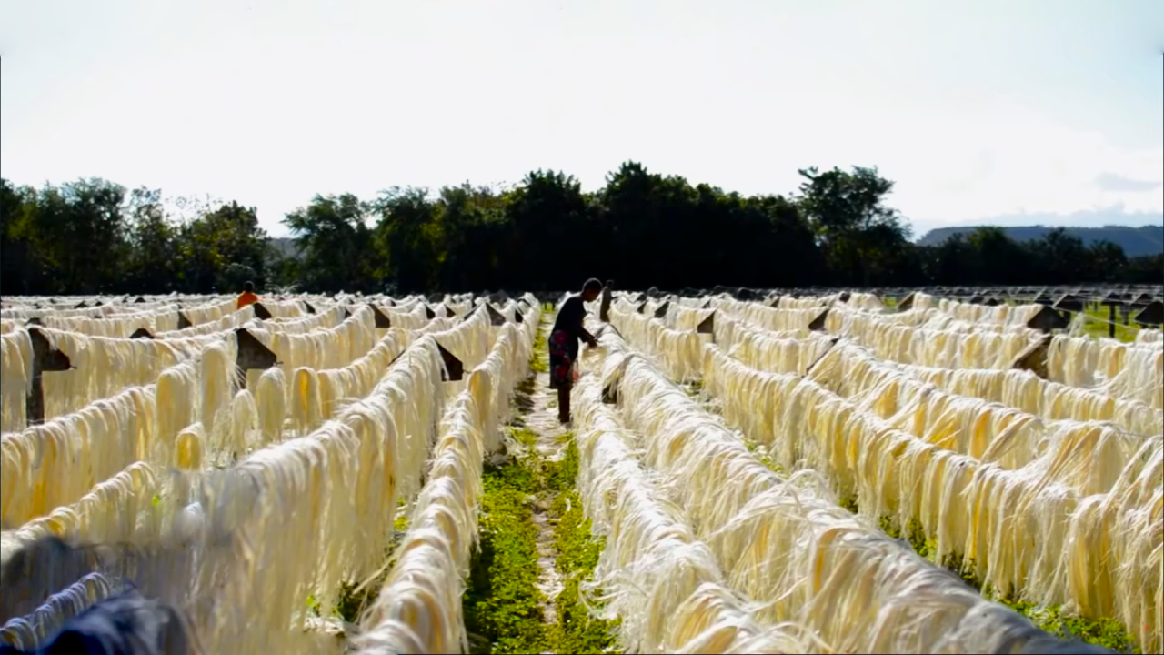 Масштабное производство волокон СИЗАЛЯ | Сизаль - волокно из растения агавы | Переработка агавы смотреть онлайн