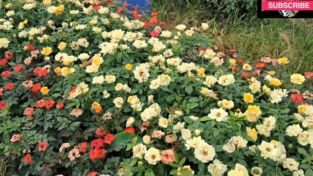 Jumelia,Double Delight, Farah,DA's | Rose Plants For Sale | Free Delivery |WhatsApp- 8250221446 смотреть онлайн