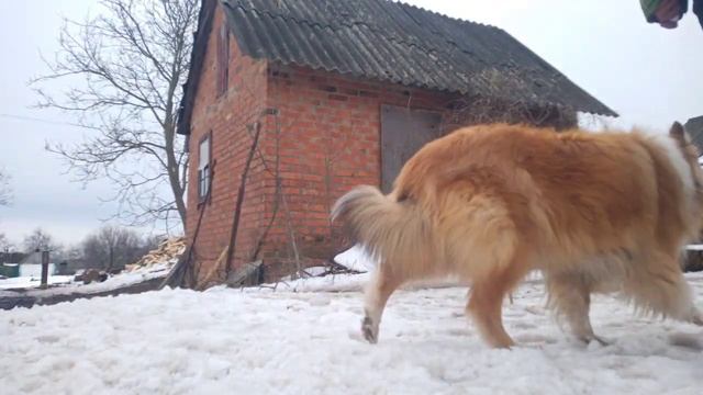 Разминка Рабочее состояние собаки Левые круги Спорт с собакой СОБАЧЬЕ ХОББИ ХАРЬКОВ DOGGY HOBBY смотреть онлайн