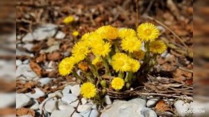 Детям о первоцветах