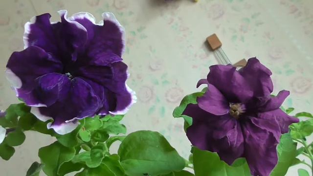 Цветёт петуния в ящике смотреть онлайн