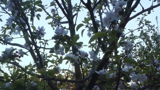 Beautiful Flowers | Planet Earth Amazing Nature Scenery | Best Relax Music | Relaxing music смотреть онлайн