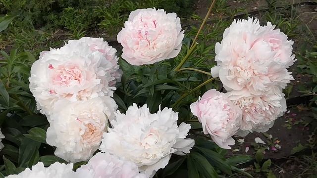 Пион Альберт Крусс.Нежнейшие цветы!Июнь2020. смотреть онлайн