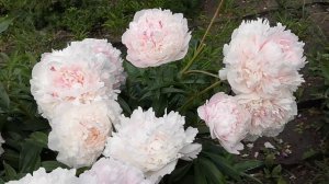 Пион Альберт Крусс.Нежнейшие цветы!Июнь2020.