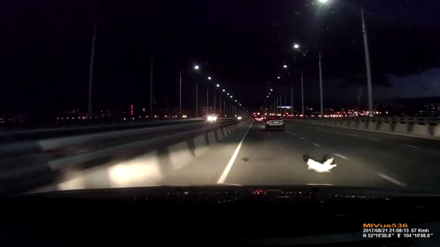 Кошка выпала из-под автомобиля смотреть онлайн