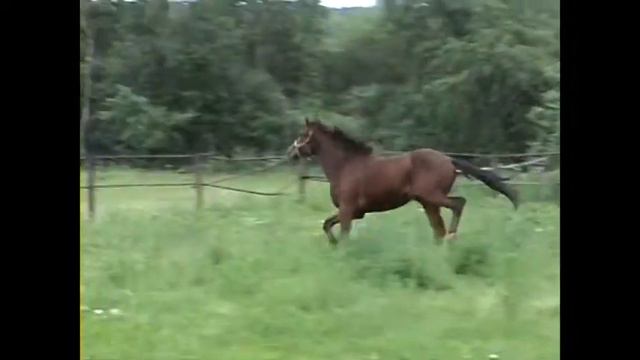 Орловский жеребчик 2016 г.р. Палермо от Раунда и Пальмы смотреть онлайн