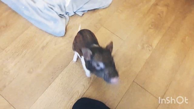 Как правильно клянчить вкусняшки. Мастер-класс от Кабачка. смотреть онлайн