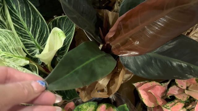 Шикарное Поступлене Цветов! Коко Мелоновое Царство! смотреть онлайн