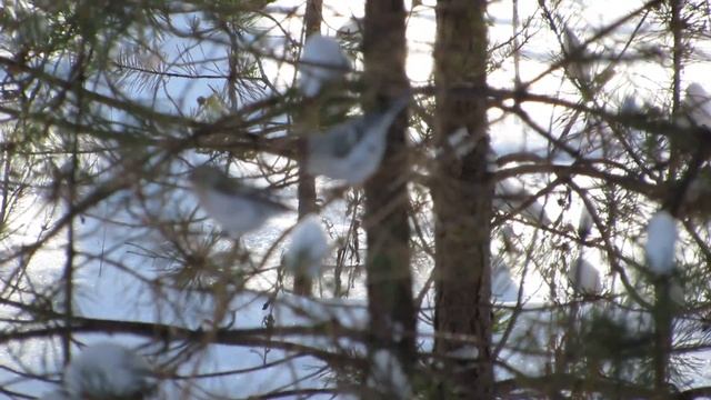 птицы Урала. чечётки. смотреть онлайн