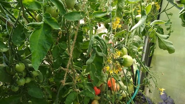 Томат Поцелуй герани смотреть онлайн