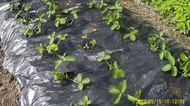 Подкормка Клубники Нашатырным спиртом для ускорения роста Цветоносов. смотреть онлайн