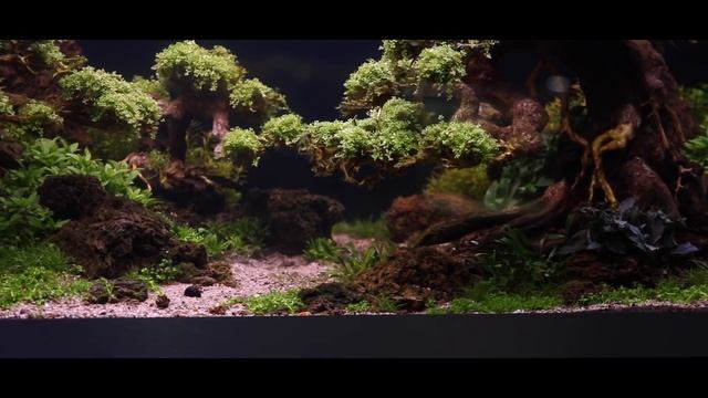 Bonsai Tree Aquascape Tutorial with Adrie Baumann смотреть онлайн