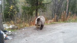 Дикий медведь в Оленегорске (ч.2)