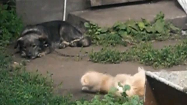 кот тупит смотреть онлайн