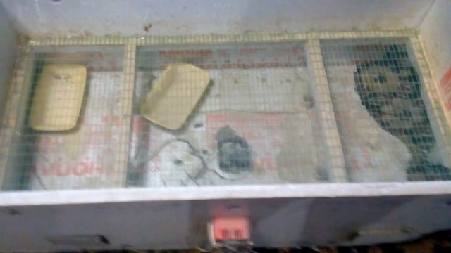 Инкубатор своими руками Караул инкубатор съели мыши. смотреть онлайн