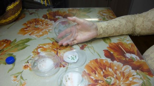 Как приобрести самые лучшие семена помидор, удобное, лёгкое и быстрое проращивание семян. смотреть онлайн