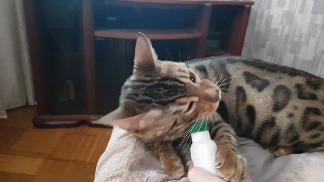 Ты, не ты, когда голоден.    Бенгальский кот.