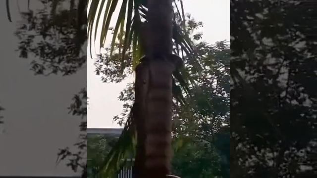 А вы видели как змея забирается на дерево? смотреть онлайн