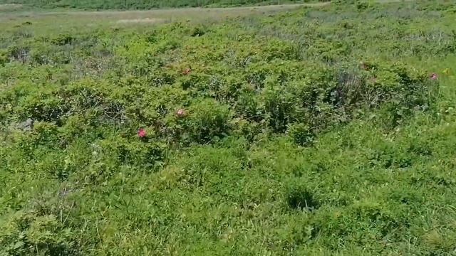 любуемся красотой снова. Шиповник, цветы..... смотреть онлайн