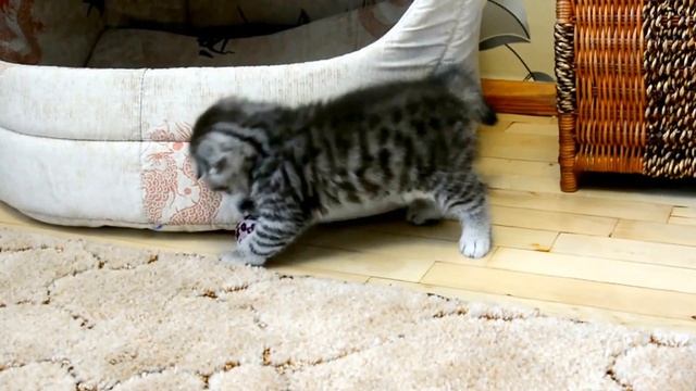 Шотландская вислоухая кошечка "Elise", питомник "PLUSH JOY" смотреть онлайн