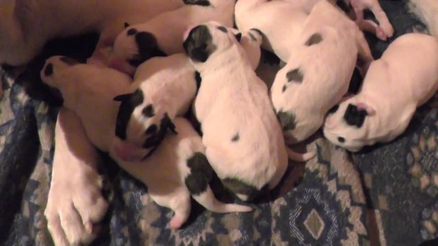 Туркменский алабай - щенки смотреть онлайн