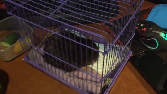 Лечение крысы - Краски. Клиника "АнимА" смотреть онлайн