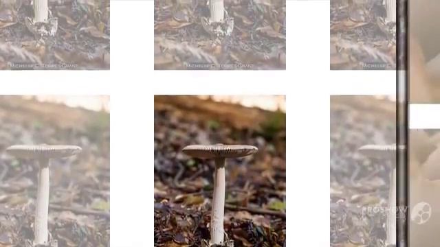 Amanita constricta - fungi kingdom смотреть онлайн