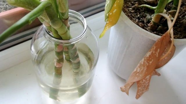 ДИФФЕНБАХИЯ Первые корешки после черенкования Dieffenbachia смотреть онлайн