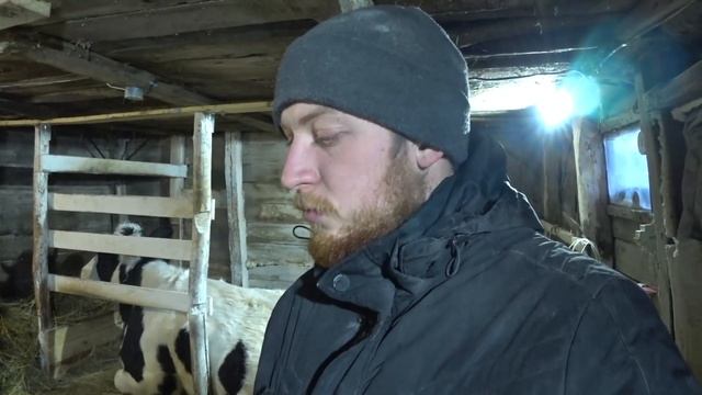 Корова не родила. Ждем отел. смотреть онлайн