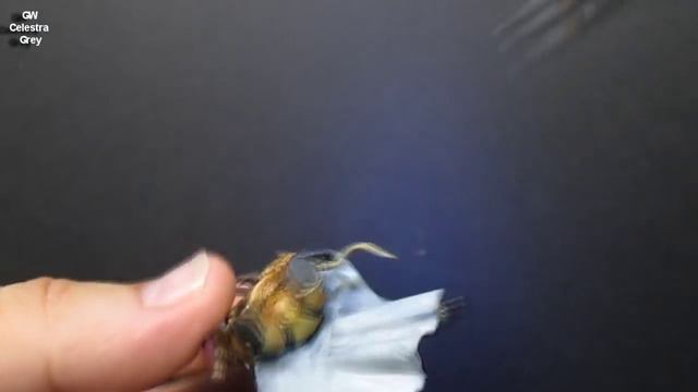 How To Paint Age Of Sigmar - Lord Celestant, Vandus Hammerhand And His Dracoth.